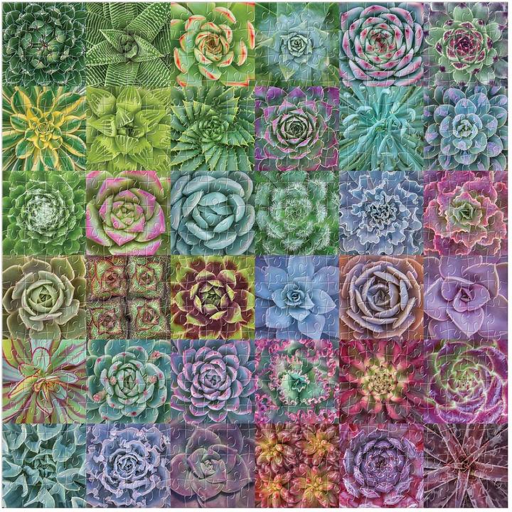 Succulent Spectrum Puzzle